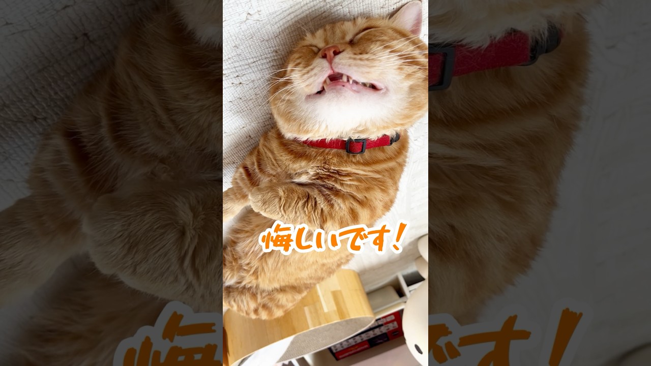 とっても悔しそうな顔した被害者 #被害者役の猫 #マンチカン #shorts
