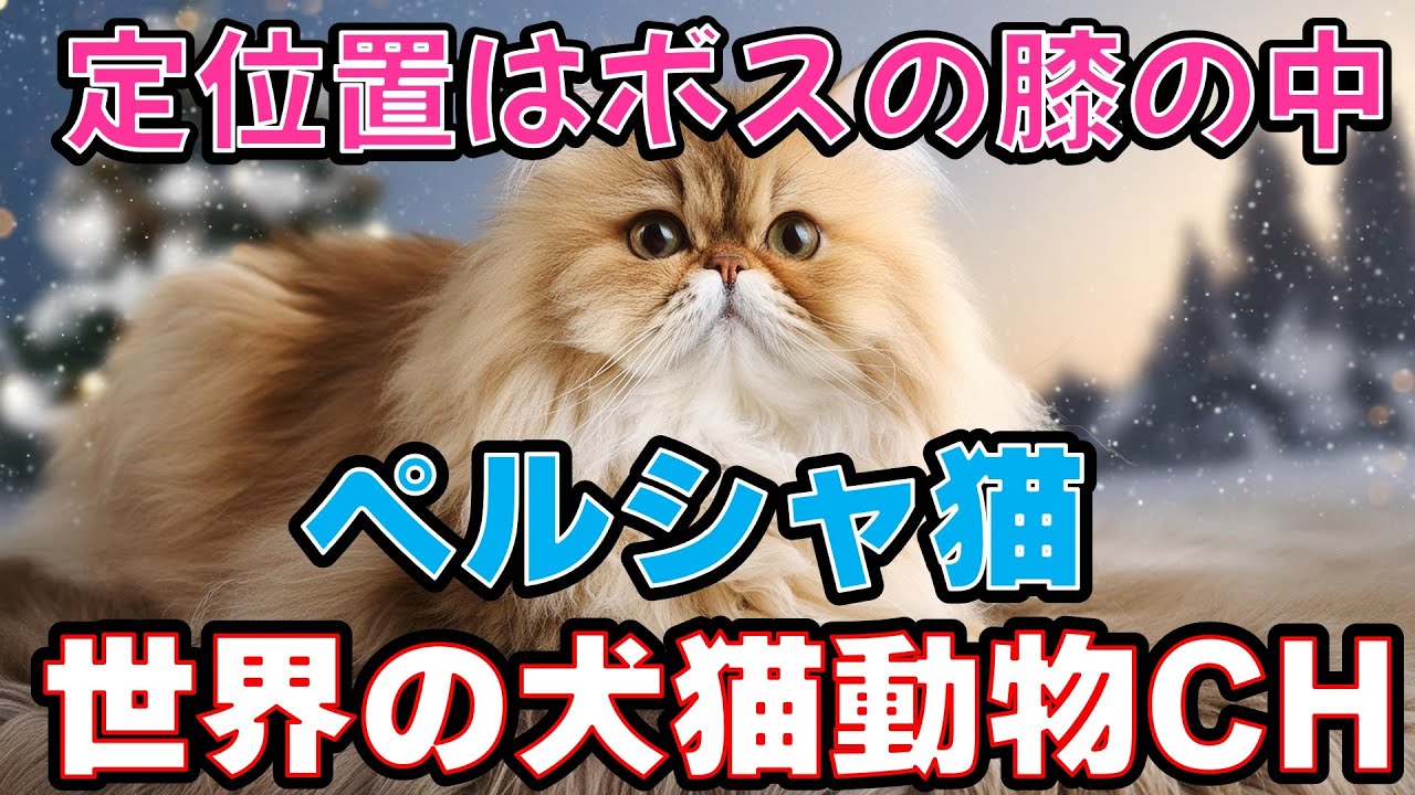 ペルシャ猫の優雅な生活：その特長と飼育のコツ_#世界の犬猫動物CH