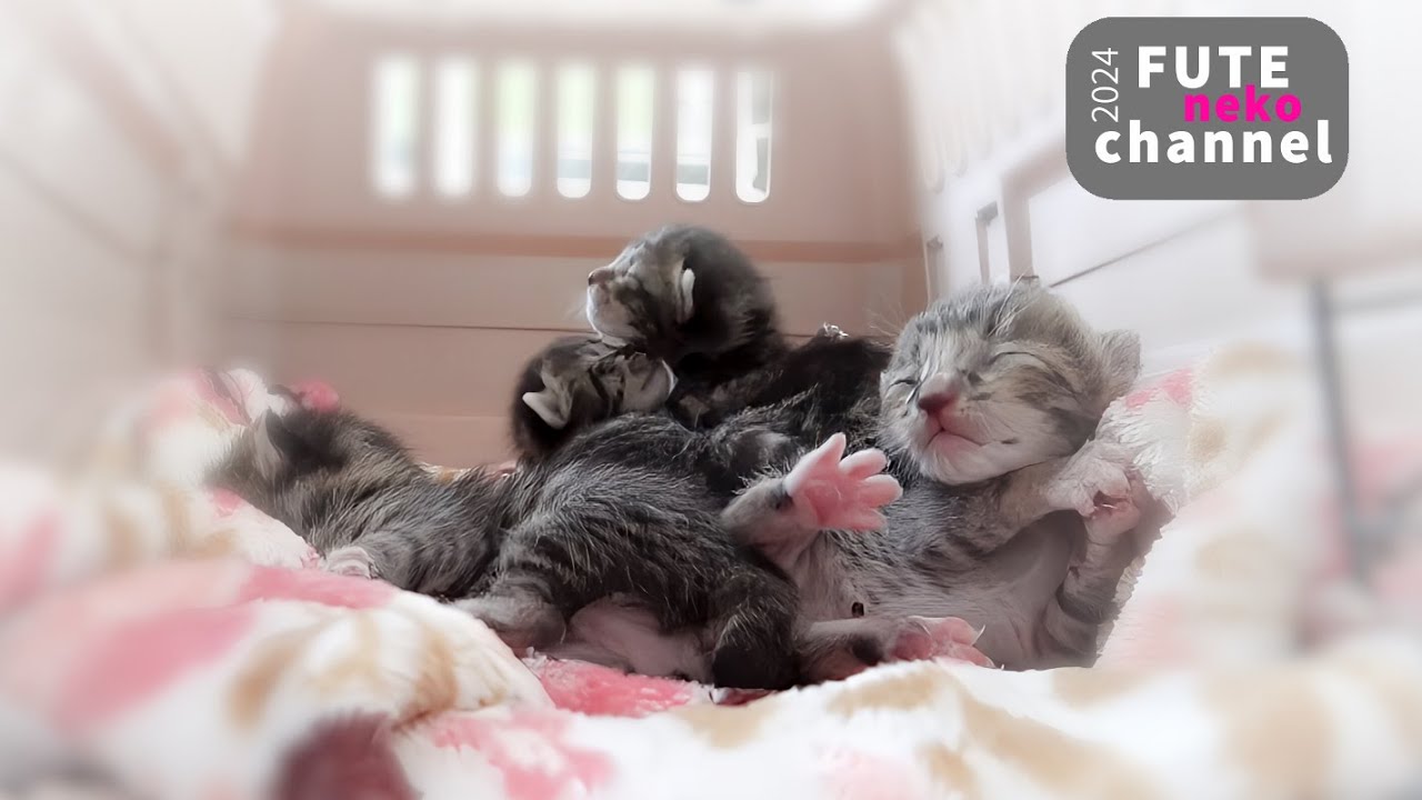 生まれて数日の子猫達が移動するたびに転がってしまう姿が可愛すぎました｜子猫達の名前決まりました【保護子猫】