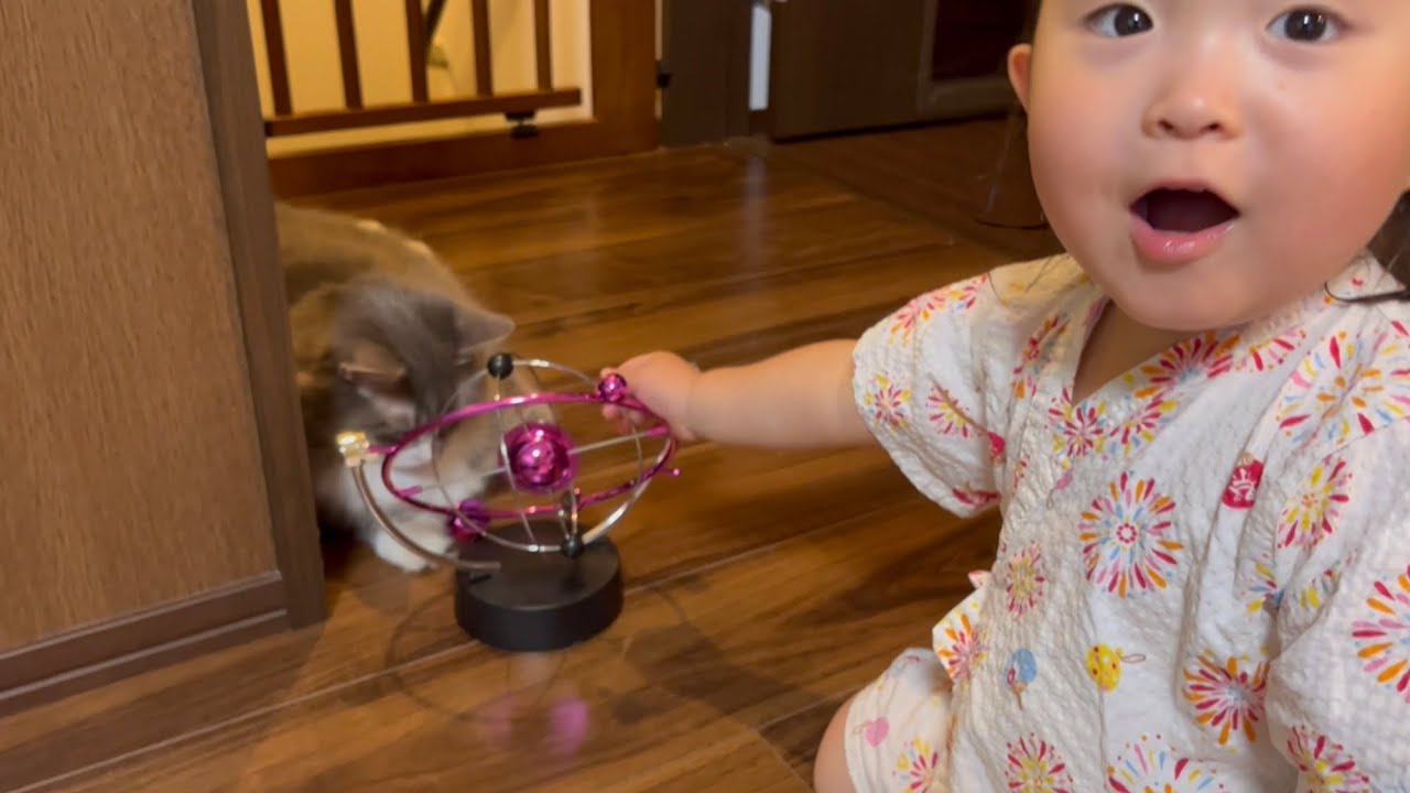 寝ている娘を踏みつけて歩く猫　ノルウェージャンフォレストキャット　Cat walking with a child