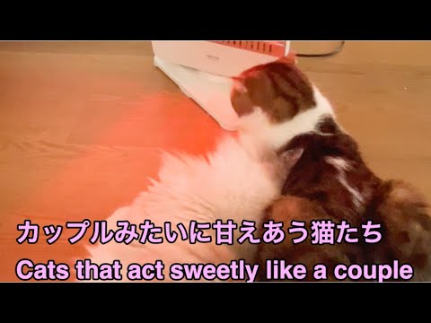 カップルみたいに甘えあう猫たち(Cats that act sweetly like a couple)