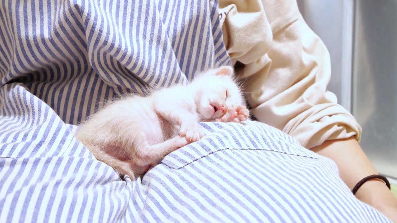 子猫がこんな無防備すぎる顔で寝ちゃいます【赤ちゃん猫　保護猫】