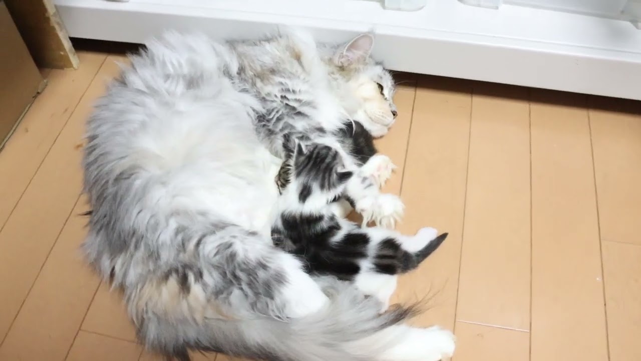 愛しいメインクーン親子