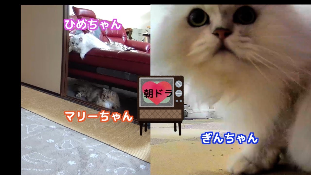 【ペルシャ猫】猫の居る生活朝ドラ観てたら可愛いバトルが開催されてました❗️