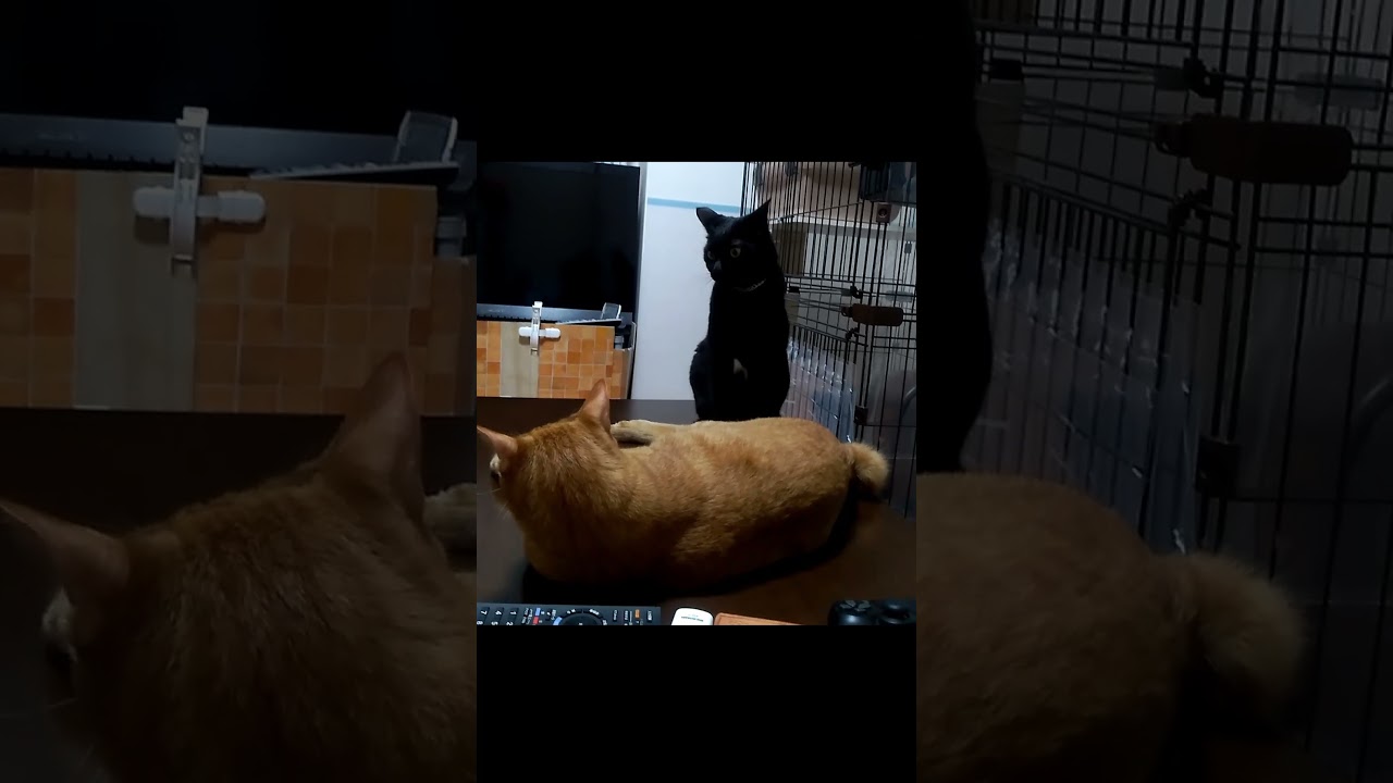 【黒猫】【茶トラ】便秘気味でいらいらするクルー、ジラフに絡む#shorts