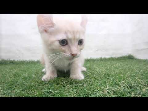 Coo&RIKU　No00678725 アメリカンカール