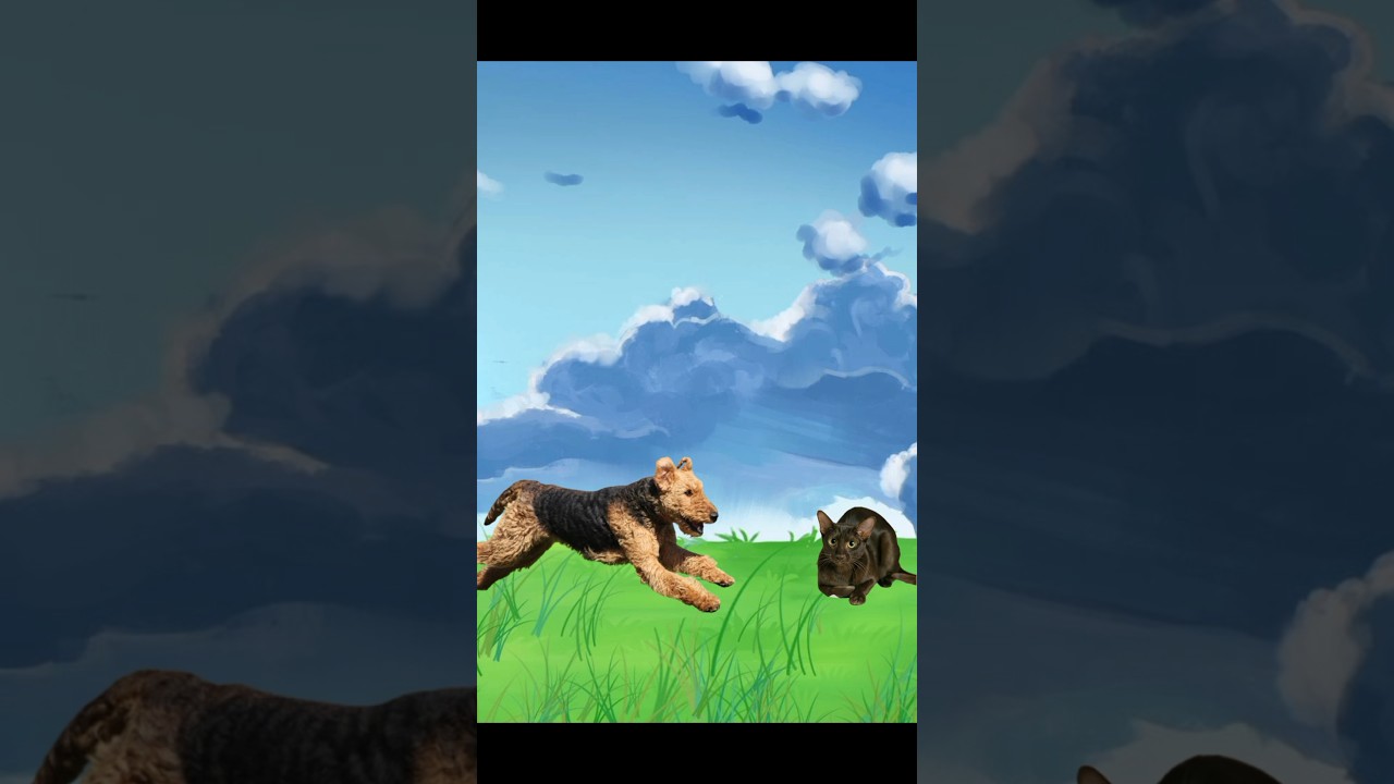 Airedale terrier dog vs Havana cat #animals #doglover #catlover #shorts