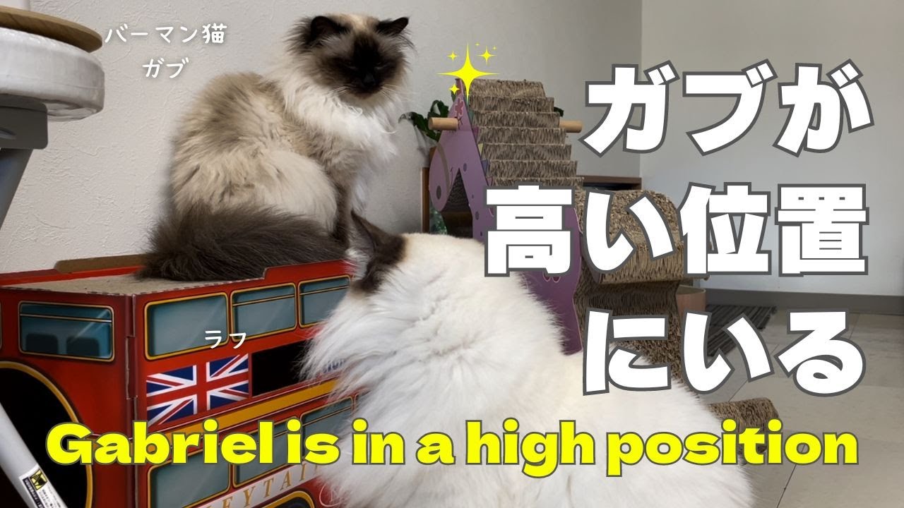 バーマン猫ガブ【ガブが高い位置にいる】Gabriel is in a high position（バーマン猫）Birman/Cat