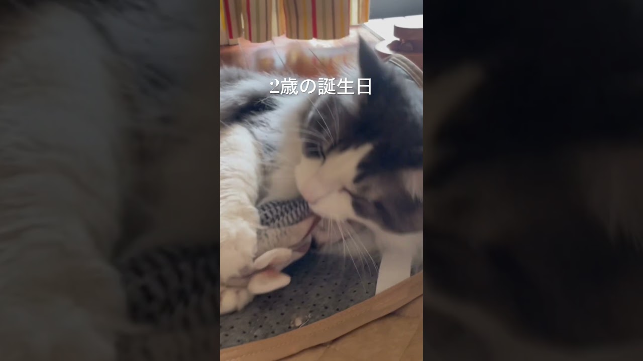 リキちゃん2歳になりました #happybirthday #誕生日 #ノルウェージャンフォレストキャット