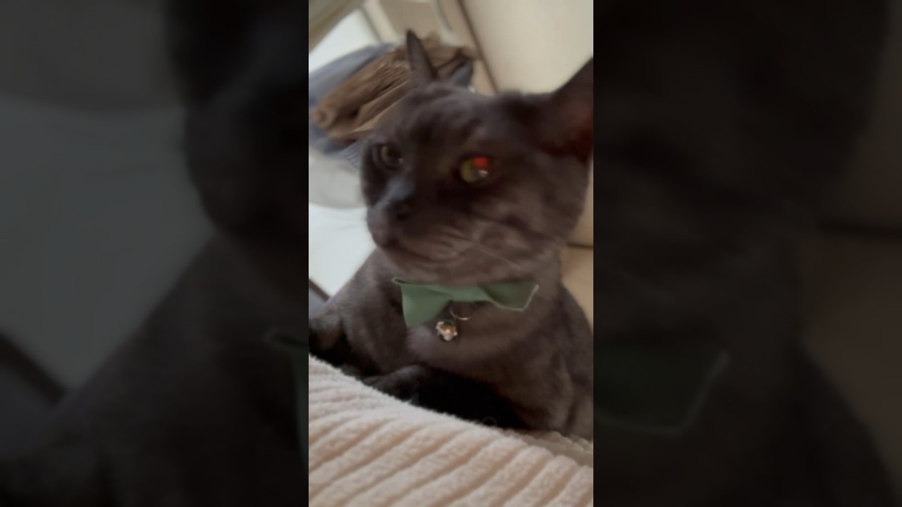 おはようぼっくん