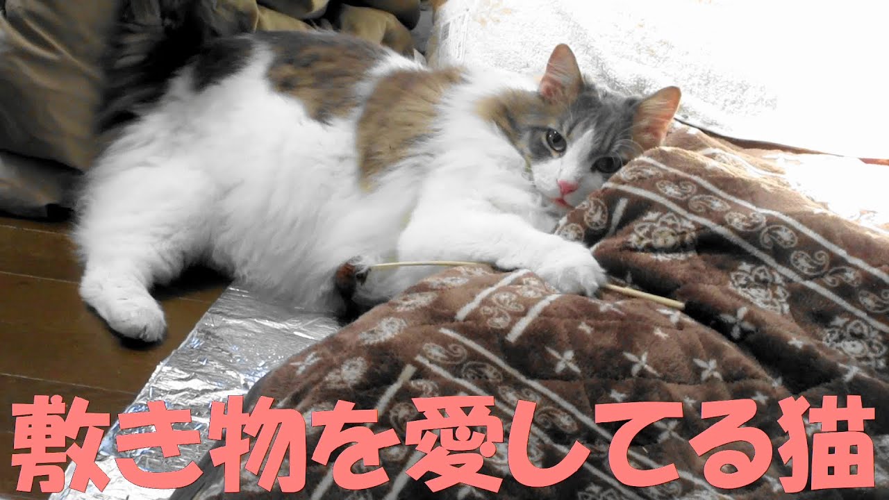 目指せモモ20歳～お気に入りの敷き物を干された猫🙀～