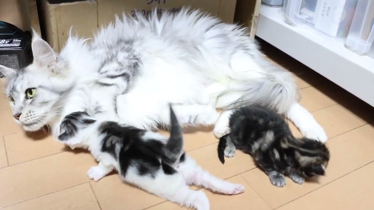 愛しいメインクーン親子