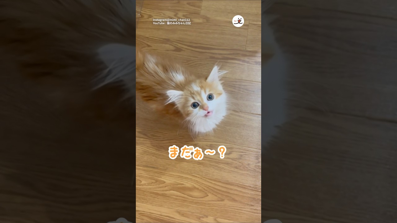 子猫さんのごはんコール｜PECO #子猫 #スコティッシュフォールド #子猫のいる生活 #愛猫家 #kitten #scottishfold #kittenlife #catlover