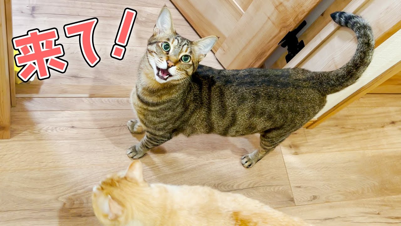 猫達について来いと言われたので案内してもらったら。。。