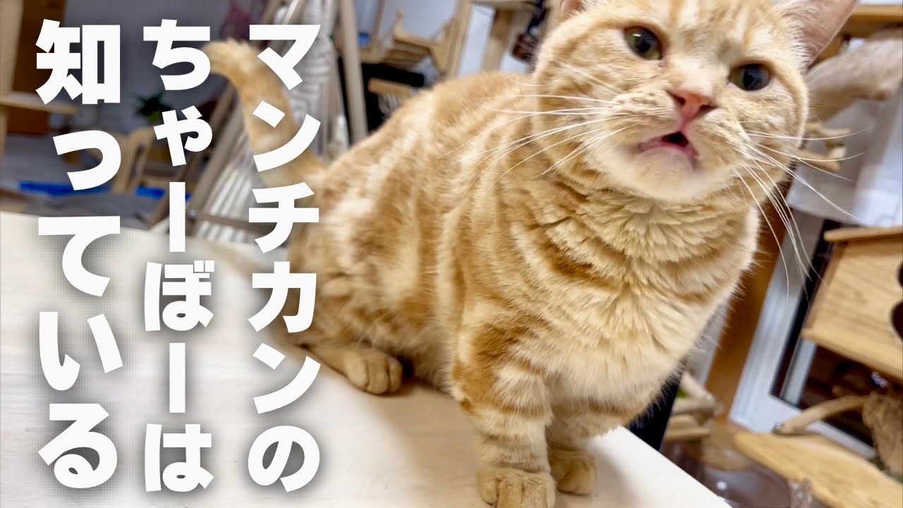マンチカンのちゃーぼーは知っている #猫 #マンチカン