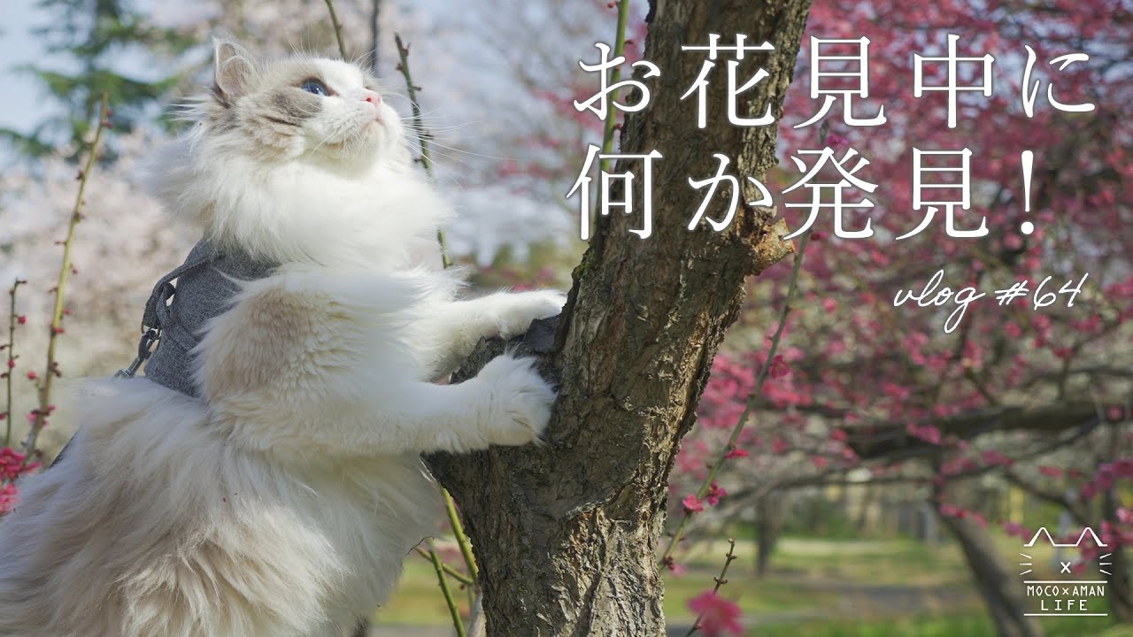 やんちゃ猫のお花見がかわいすぎる｜ラグドール猫 #64