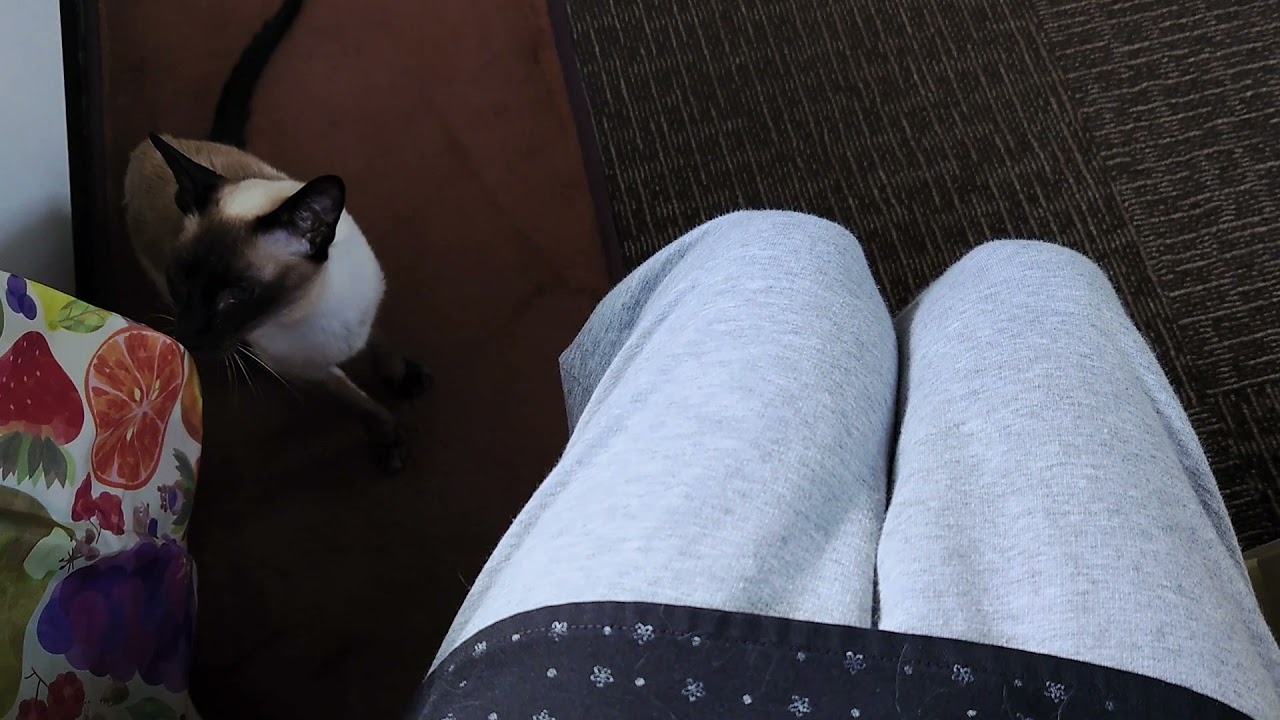 シャム猫ランちゃん《お膝乗り》