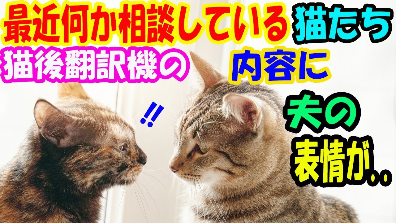 最近家の猫たちが何か相談をしている。気になって猫後翻訳機を使った夫の顔つきが変わって..【猫の不思議な話】【朗読】
