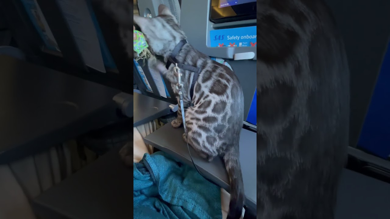 What to do during the flight with your bengal?
