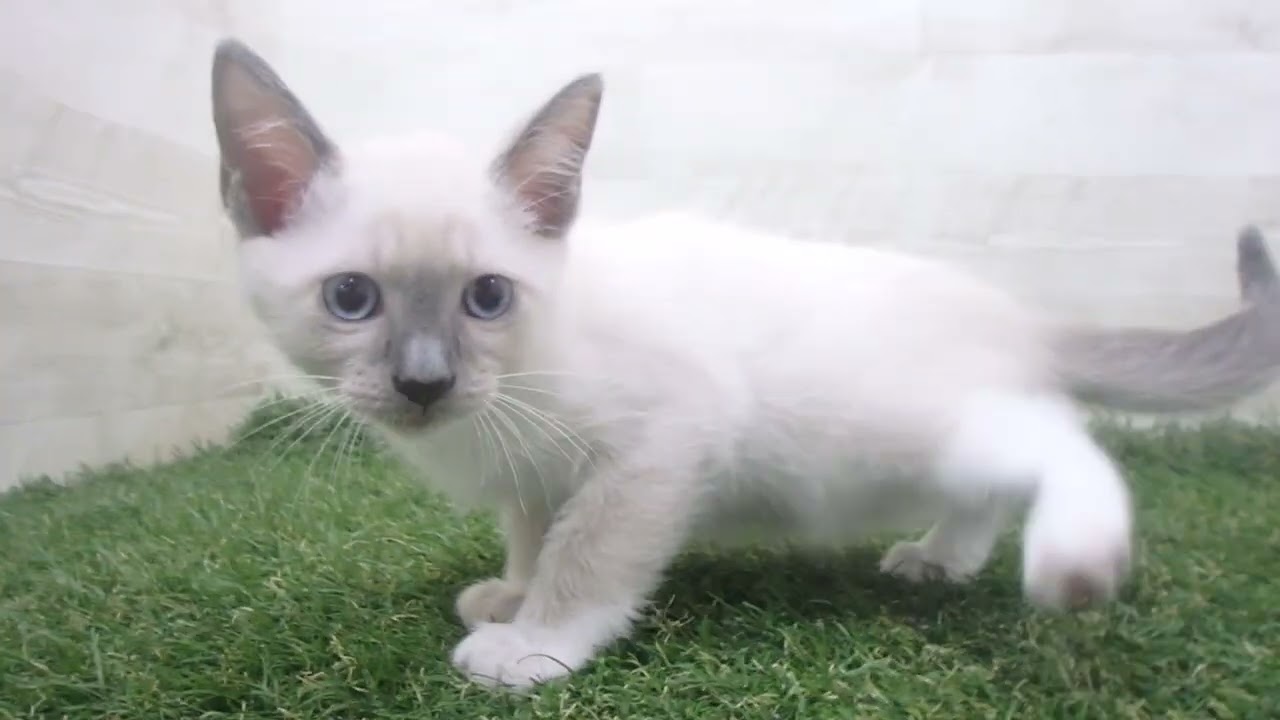 ペットショップcoo&riku No.00677068 スノーシュー
