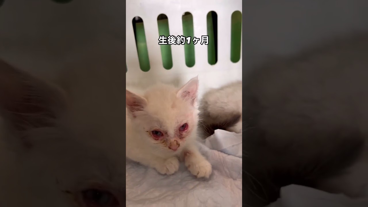 【捨てられていた三兄弟猫…⁉️😿】保護出来て良かった…🐱#保護猫 #猫#ねこ #子猫 #野良猫#捨て猫 #猫動画 #猫好きさんと繋がりたい #youtube #shorts #保護活動