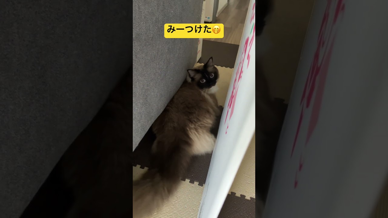 たぬきに似た猫とかくれんぼ #ragdoll #cats #hideandseek #ラグドール #ねこのいる生活 #かくれんぼ #引っ越し