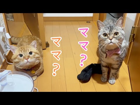 深夜に起きたママについてまわる猫たちがかわいすぎた！ #猫 #マンチカン