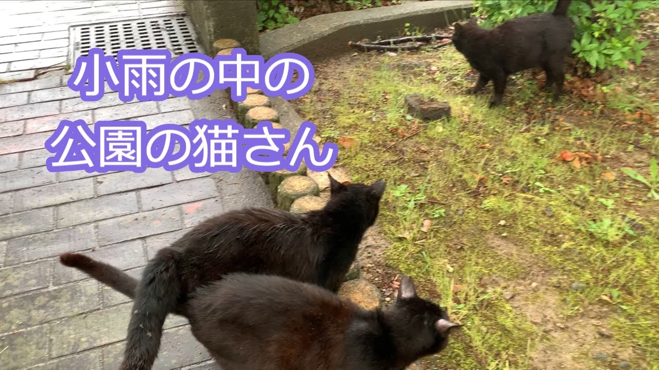 小雨の中の猫散歩☔食欲旺盛の外猫さん達🐱