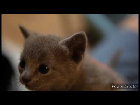 ロシアンブルー 可愛らしいお顔立ちの男の子♪