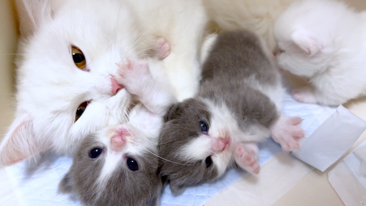 【マンチカンの子猫】ママと一緒にひっくり返る子猫の件 ～猫のいる生活Vol.970～出産動画 マンチカン短足・ミヌエット・ペルシャ猫専門ブリーダー『ペット蔵人』【子猫の成長記録】