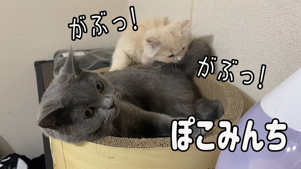 もふもふとむちむちの日常😙【ブリティッシュショートヘア ミヌエット】