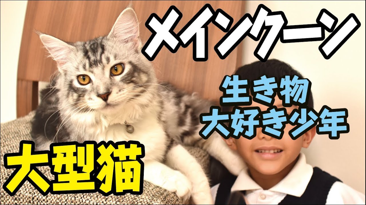 【メインクーン】賢くておだやかな性格の大型猫　Maine Coon cat