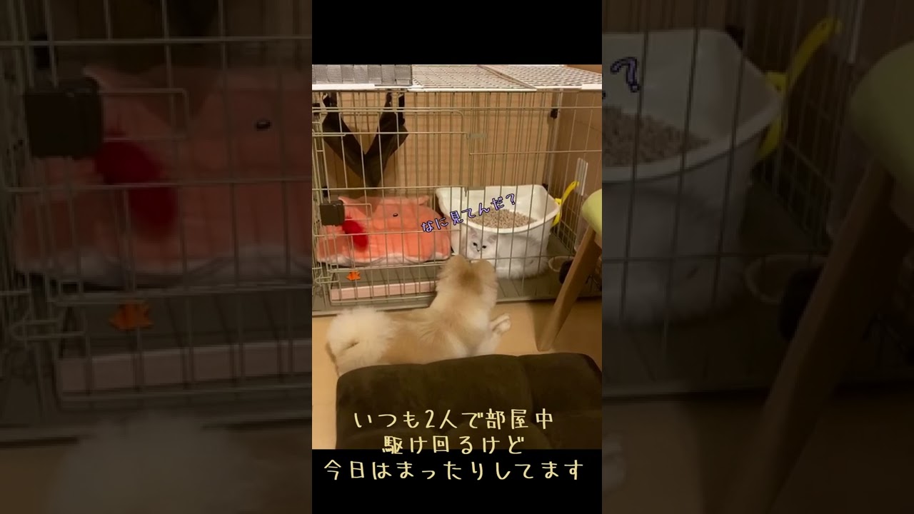 ポメとペルシャのいる暮らし #5