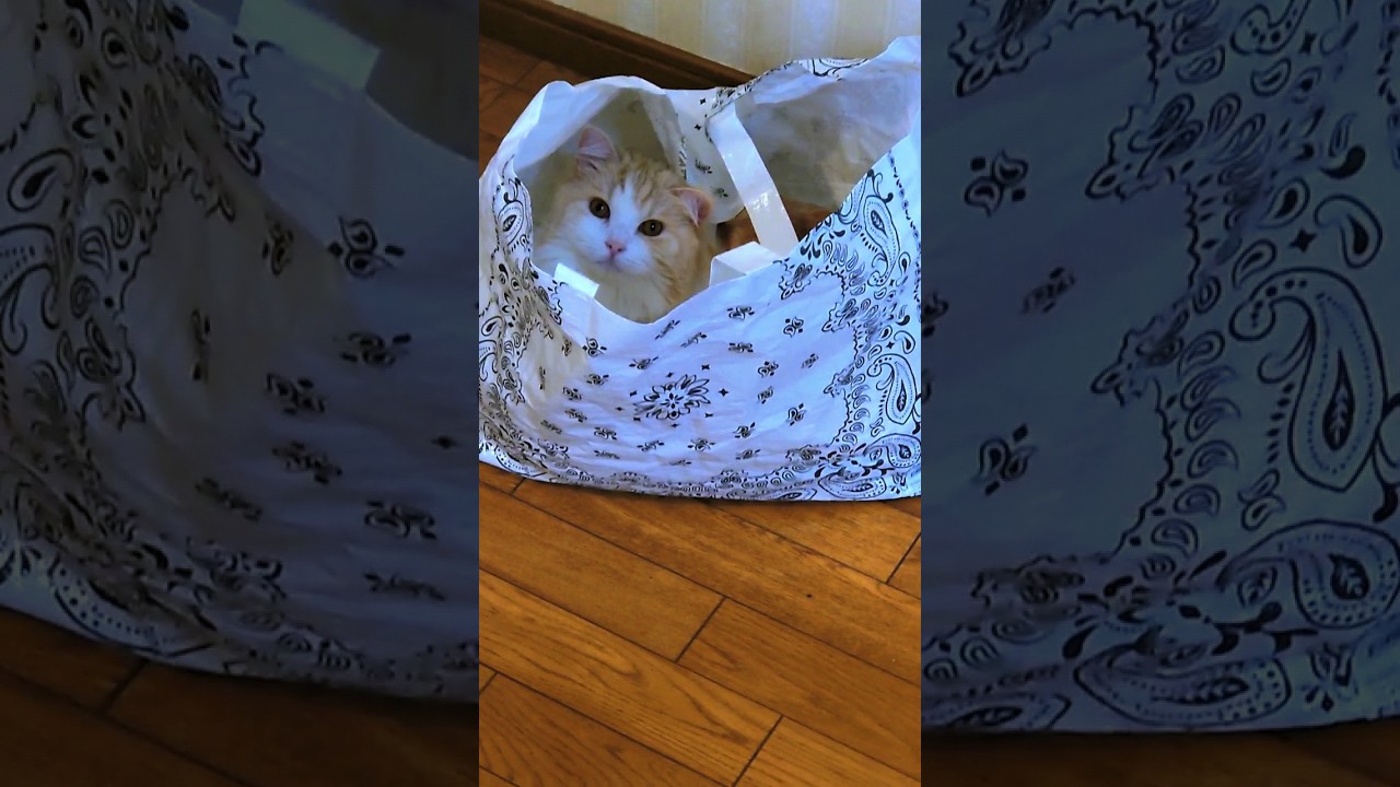 【袋に入ったまま、なかなか出ない】マンチカン・マロン#shorts