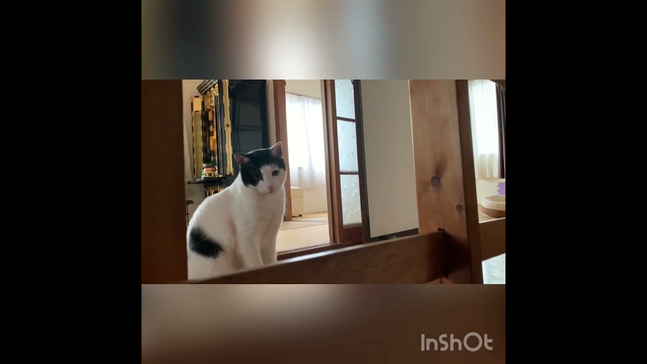 「今日は雪が降っているにゃ☃️」