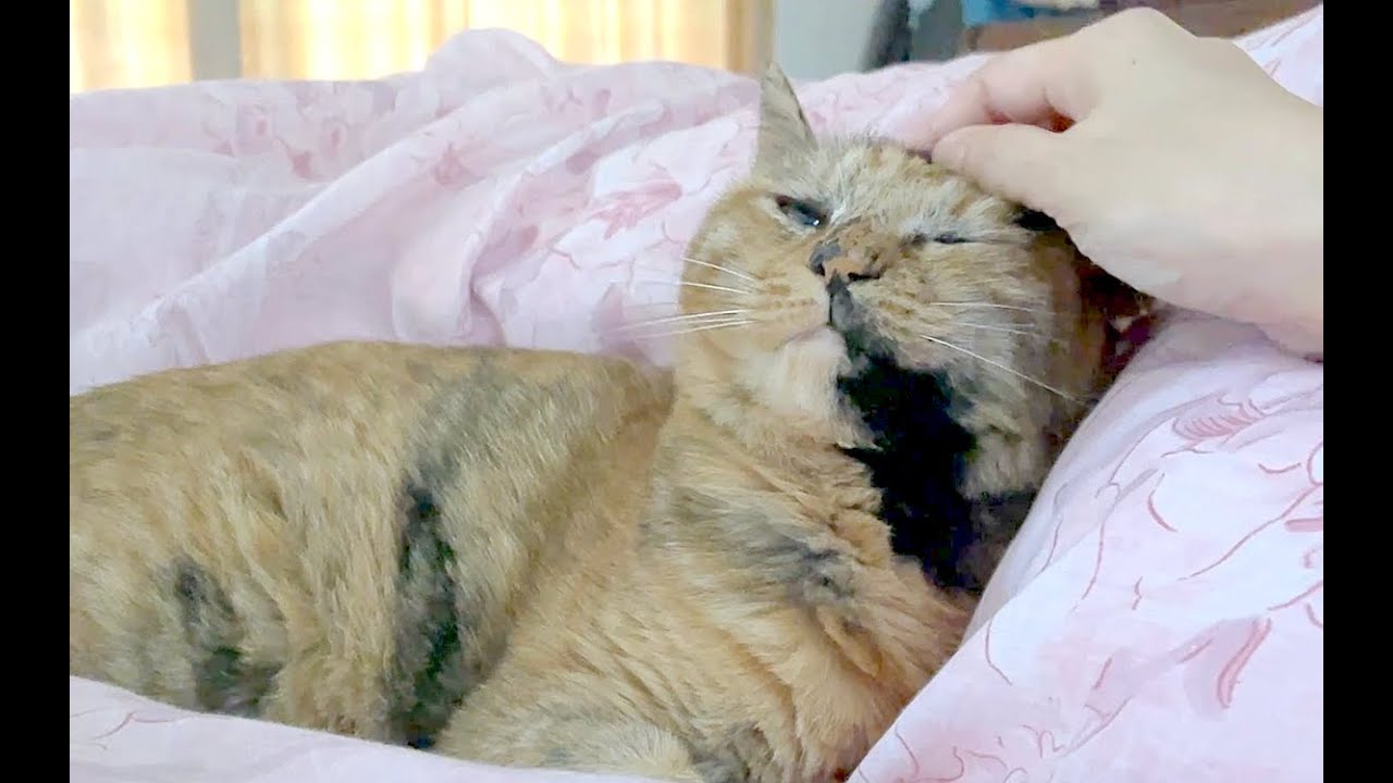 【ねこ日常系】朝まで一緒にねんねしてくれてたの【猫と日本の庭】