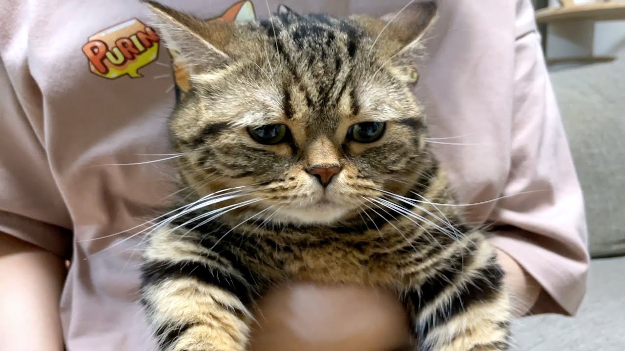 恥ずかしすぎる刑を執行されて反省する猫