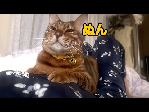 実家で朝起きたらぽっちゃり猫さんにお腹圧迫されてました