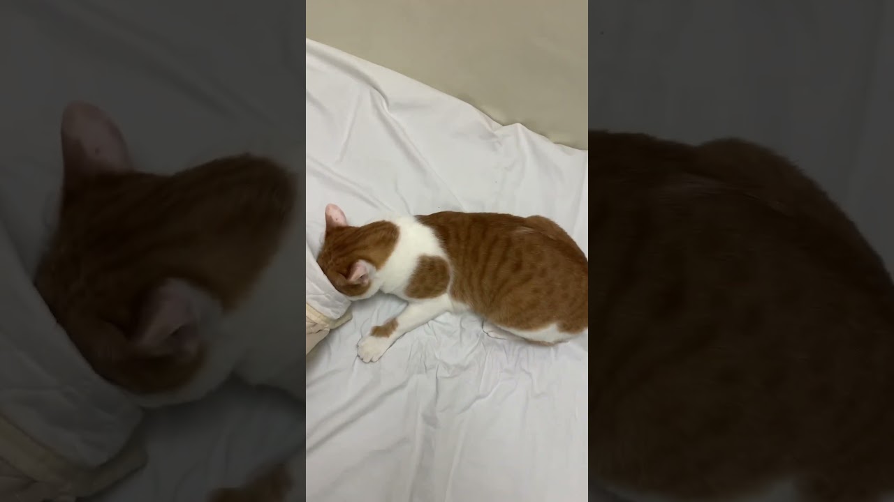 これはボクのだよ～