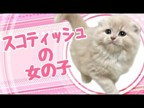 スコティッシュフォールドの子猫　（平野瓜破）