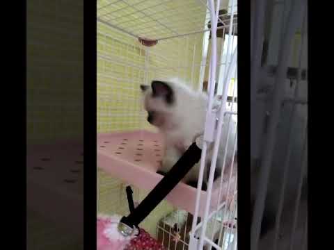 ヒマラヤン 【シールポイント】とってもイケメンの男の子