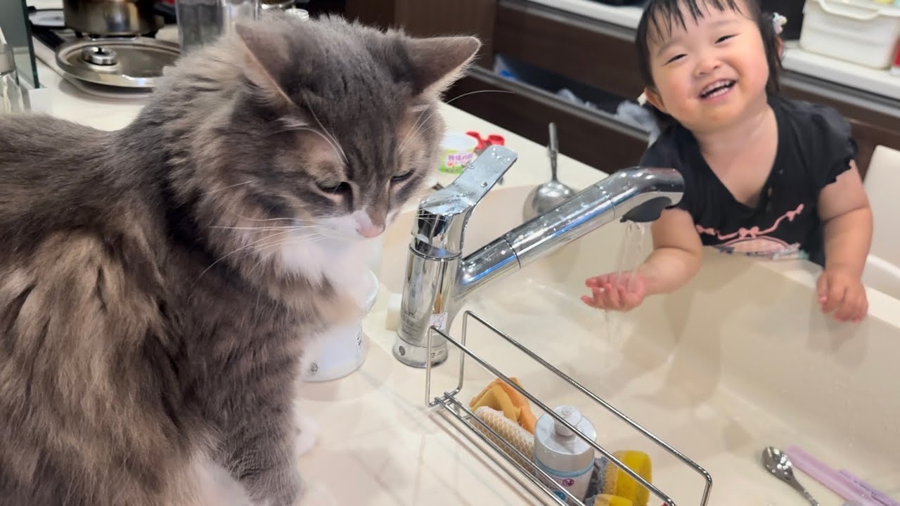 2歳児の手洗いを見つめる猫　ノルウェージャンフォレストキャットA cat watching a child wash his hands. Norwegian Forest Cat.