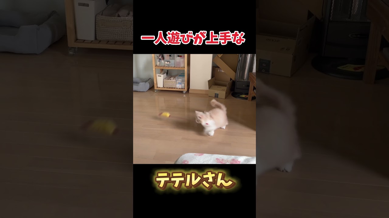 猫🐱#cat #猫好きさんと繋がりたい #スコティッシュフォールド #ねこ #猫のいる暮らし #ネコ #猫のいる生活 #子猫 #ねこのいる生活 #癒し#shorts #short