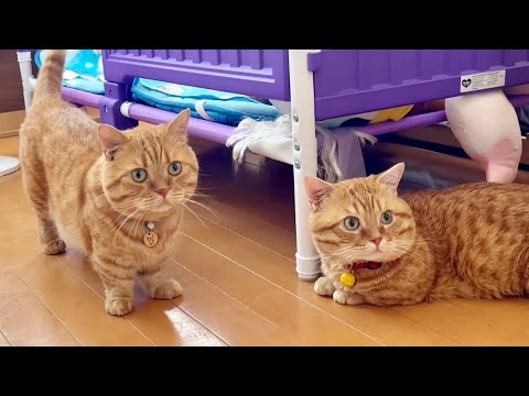 "あれ"を片付けたら猫たちがざわつきました笑 #猫 #マンチカン