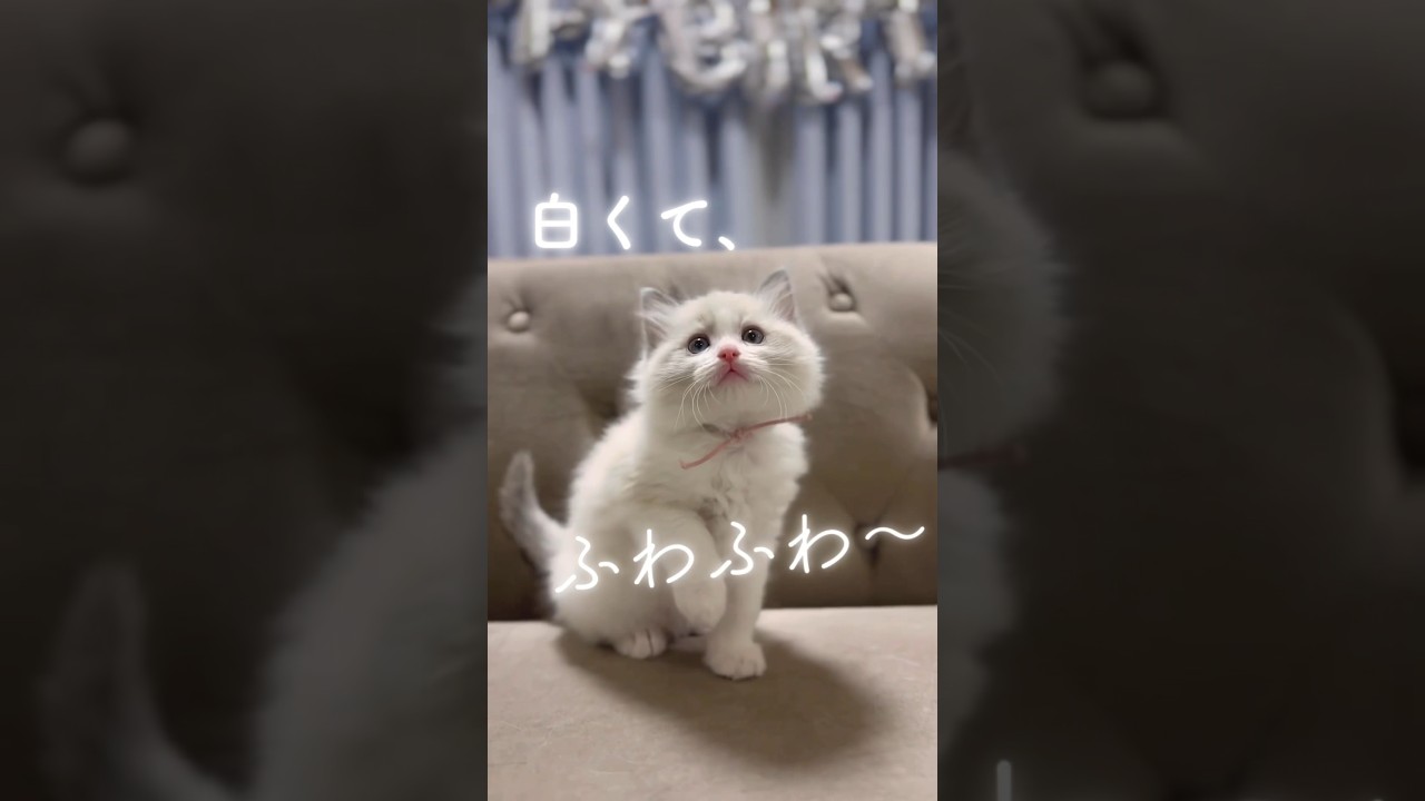 ふわふわラグドールの猫と暮らしてみたら……🐈☁️#ラグドール #ラグドール子猫　#ラグドールブリーダー　#猫ブリーダー　#猫のいる暮らし