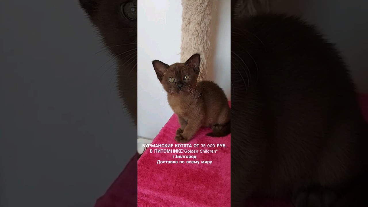 Burmese cat in cattery " Golden Children "