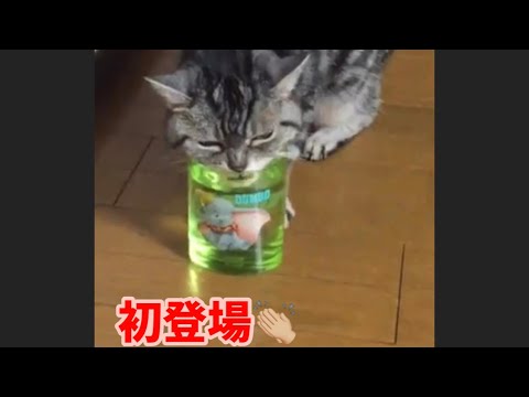 初登場👏🏼100歳超えの長老ミンクฅ•ω•ฅ 【ペルシャ猫.Persian.チンチラゴールド.チンチラシルバー】