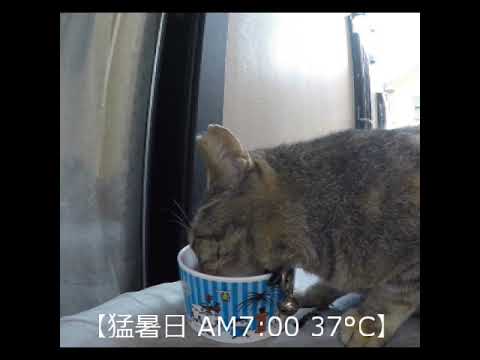 【Extremely Hot Day】2#shorts