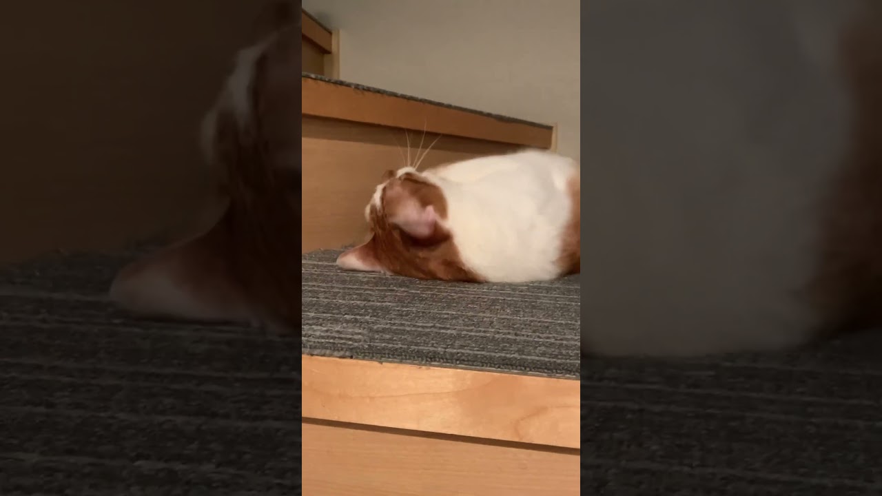 ごろん ごろ～ん