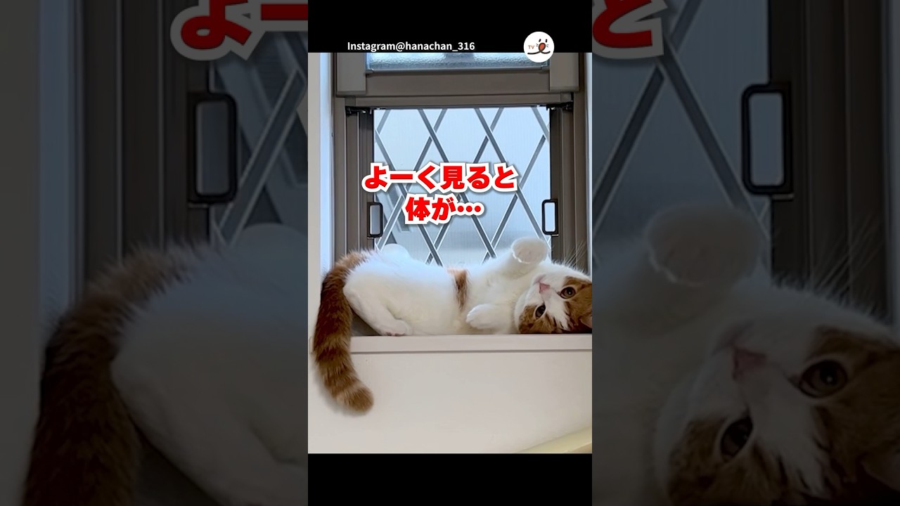 窓辺の招き猫｜PECO #スコティッシュフォールド #猫 #愛猫家 #猫のいる暮らし  #scottishfold #cat #catlover #catlife